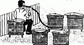 ascultarea stupilor iarna